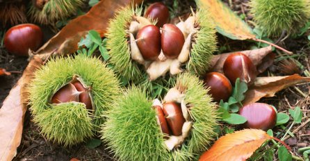 DOBRA ZARADA OD PLODOVA JESENI: Prodajom KESTENA za 10 dana zaradili 1.300 KM