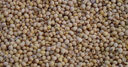 BiH uvela genetski modificiranu soju na tržište zbog nestašice stočne hrane