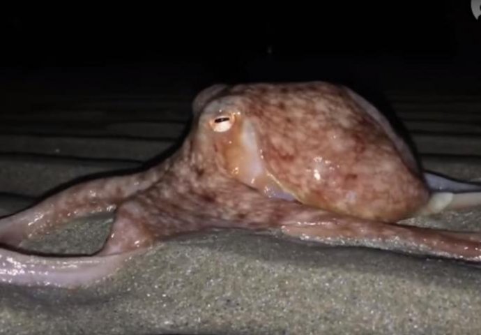 KAO DA JE SMAK SVIJETA: Hobotnice počele da izlaze na kopno! (VIDEO)