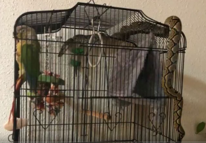 Veliki piton ušao u kuću i pokušao pojesti papagaja (VIDEO)