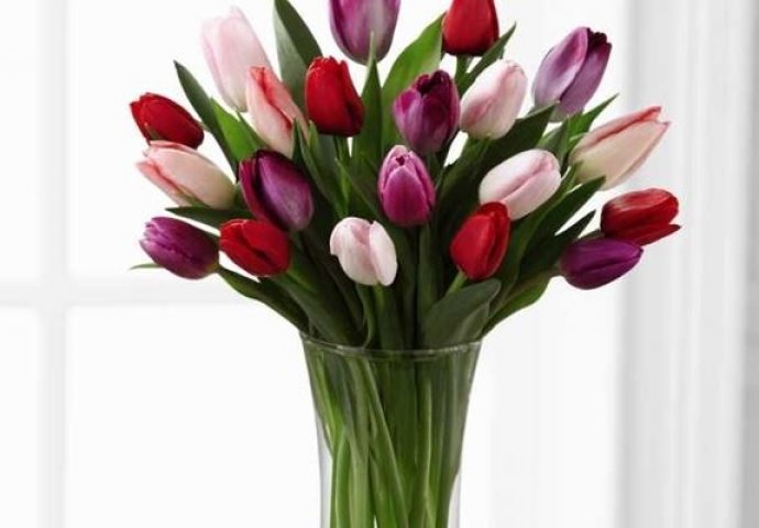 Uzgojite tulipane i tokom zimskih dana