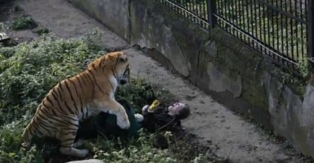 UŽAS U ZOOLOŠKOM VRTU: Djeca gledala kako tigar ujeda čuvara! (VIDEO) 