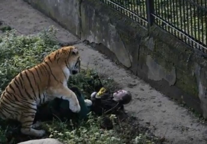 UŽAS U ZOOLOŠKOM VRTU: Djeca gledala kako tigar ujeda čuvara! (VIDEO) 