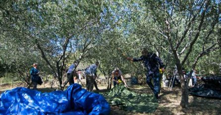 Oduševljeni turisti plaćaju kao bi se opustili u prirodi: Uživamo brati vaše masline!