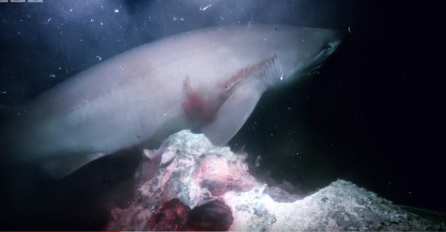 Zastrašujući napad golemih morskih pasa na podmornicu (VIDEO)