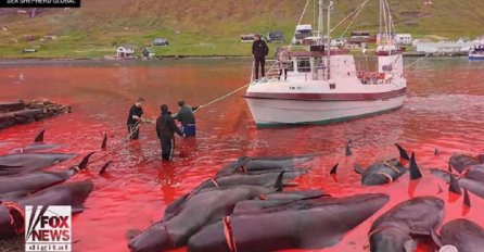 Masovni pokolj kitova i delfina na Farskim otocima (UZNEMIRUJUĆI SNIMAK)