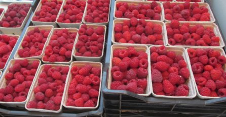 Najavljeno povećanje otkupne cijene maline?