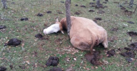 Povratnicima Bošnjacima u Rogatici otrovana stoka (UZNEMIRUJUĆE FOTOGRAFIJE)