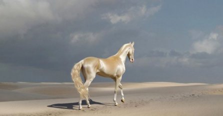 Ovo je najljepši konj na svijetu, ali kada su stručnjaci ispitali njegovu dlaku ostali su bez teksta