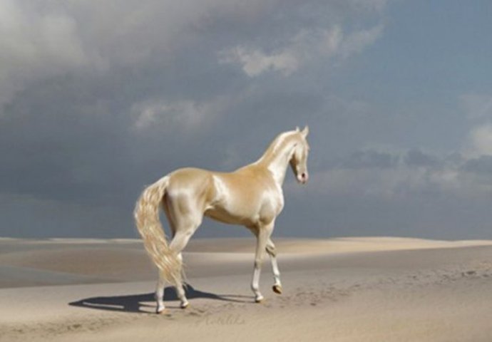 Ovo je najljepši konj na svijetu, ali kada su stručnjaci ispitali njegovu dlaku ostali su bez teksta