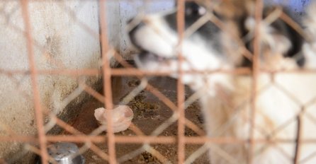 U Mostaru održan prosvjed zbog nezakonitog hvatanja i ubijanja pasa