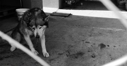 UZNEMIRUJUĆE FOTOGRAFIJE: Uginuo pas kojega je vlasnik pretukao metalnom šipkom 