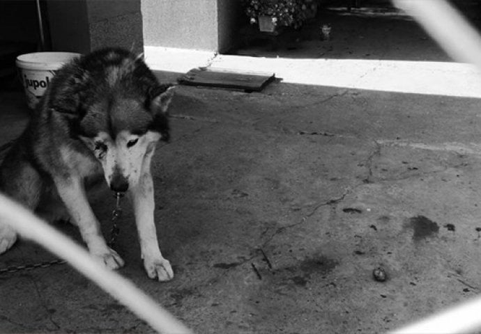 UZNEMIRUJUĆE FOTOGRAFIJE: Uginuo pas kojega je vlasnik pretukao metalnom šipkom 