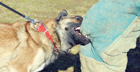 "Sram da vas bude": Lažni zaštitnici koji ne udomljavaju pse, a vrše pritisak su suodgovorni za svaki napad na naše sugrađane