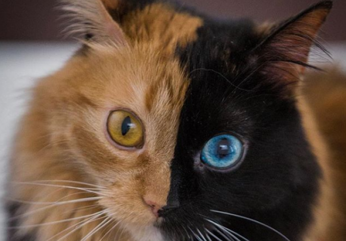 Maca s dvije različite strane lica i očima različitih boja OSVAJA internet ovih dana