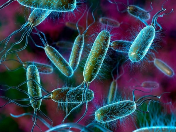bakterije1