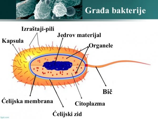 bakterije-2