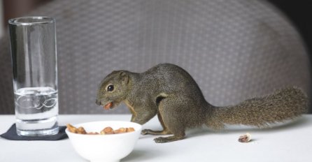 NEODOLJIVO: Razigrana vjeverica krade gostima hranu u hotelu