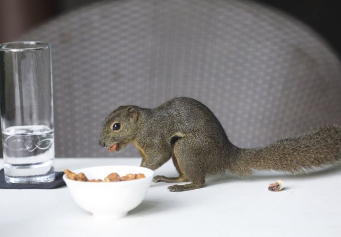 NEODOLJIVO: Razigrana vjeverica krade gostima hranu u hotelu