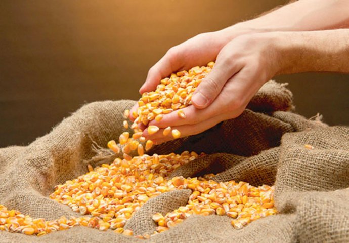 ISTRAŽIVANJE: Srbija među 10 najvećih izvoznika žita i kukuruza
