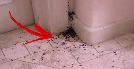 Pojavili su vam se mravi u kuhinji? Evo kako ih se efikasno riješiti