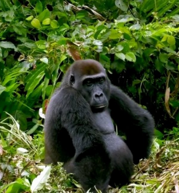 gorillawife1