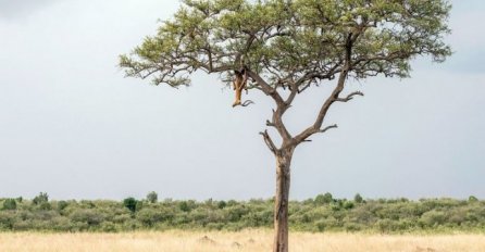 SLIKA KOJA JE MNOGIMA ZADALA GLAVOBOLJU: Nema šanse da uočite leoparda na njoj!