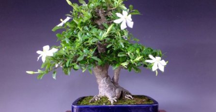 GDJE JE ON, TU JE SREĆA I BOGATA PORODICA: Obavezno ga posadite, barem u jednu saksiju!