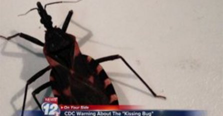 VELIKA OPASNOST: Ako primijetite ovog insekta u vašem domu morate odmah ići ljekaru!