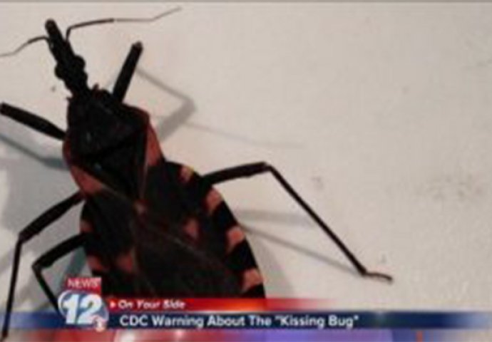 VELIKA OPASNOST: Ako primijetite ovog insekta u vašem domu morate odmah ići ljekaru!
