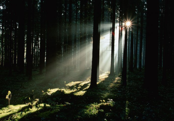 TEST KOJI OTKRIVA SVE O VAMA: Zamislite da ste u šumi i odgovorite na 10 pitanja