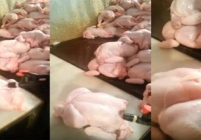 ŠTA TO JEDEMO: Pogledajte kako nas varaju, pumpaju piletinu kako bi bila teža! (VIDEO)