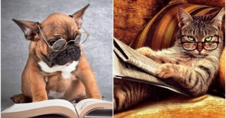 NAUKA DALA ODGOVOR: Jesu li inteligentniji psi ili mačke?!