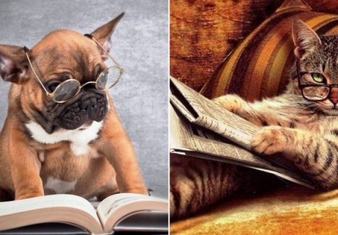 NAUKA DALA ODGOVOR: Jesu li inteligentniji psi ili mačke?!