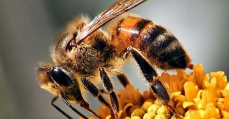 UN potvrdio rezoluciju o Svjetskom danu pčela