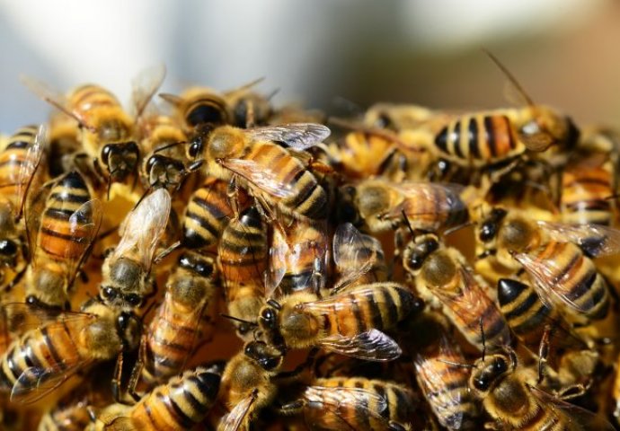 UN na prijedlog Slovenije jednoglasno potvrdio rezoluciju o Svjetskom danu pčela
