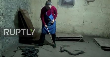 ŽENA KRALJICA KOBRI KOJA ČUVA 1000 ZMIJA ! Od njih pravi vino i prodaje ga (VIDEO)