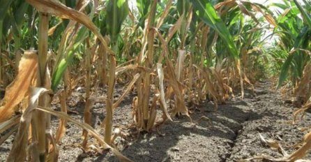 Veće akcize će povećati troškova poljoprivredne proizvodnje za četiri posto