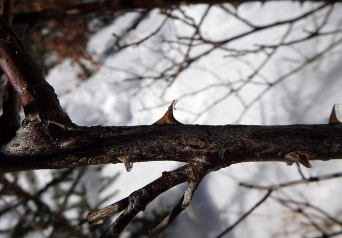 OGREBALA SE U BAŠTI: Ignorisala je ove simptome, a nakon DESET DANA SU JE SAHRANILI!