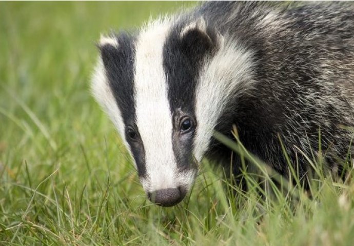 Nemojte da se kačite sa jazavcem!  (VIDEO)