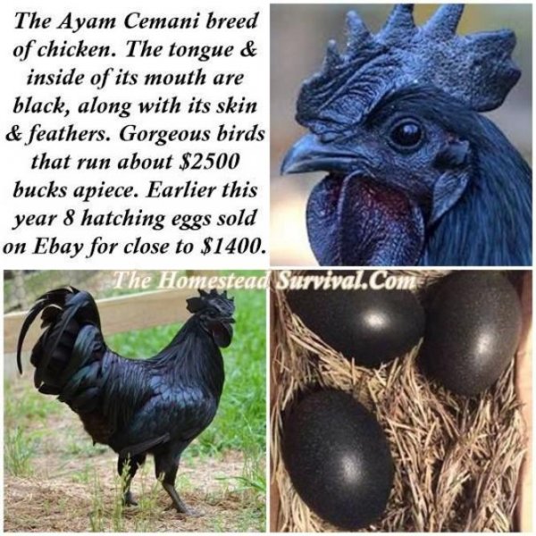ayam-cemanic