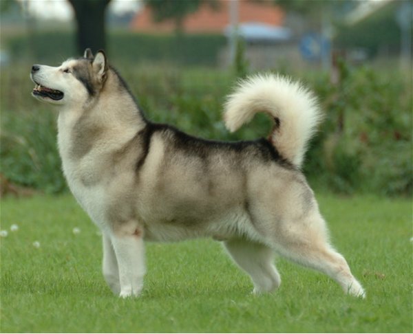 alaskan-malamute