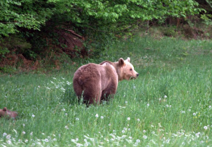 Ekolozi: Zaštiti medvjede od krivolova u RS-u