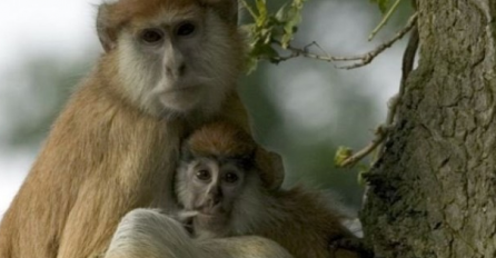 U požaru u safari parku u Engleskoj stradalo 13 patas majmuna