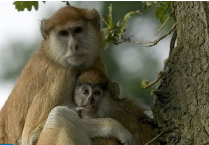 U požaru u safari parku u Engleskoj stradalo 13 patas majmuna