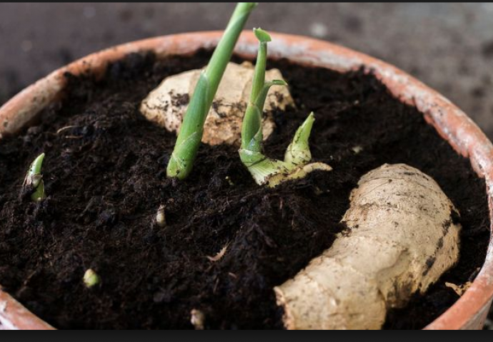 Ovo je najzdravija biljaka na planeti: Evo kako da je sami uzgojite kod kuće