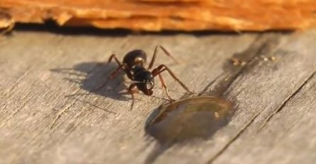 ŠTA SE DESI KADA MRAV POPIJE MALO VOTKE ! Zaplakati od smijeha (VIDEO)