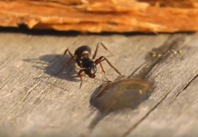 ŠTA SE DESI KADA MRAV POPIJE MALO VOTKE ! Zaplakati od smijeha (VIDEO)