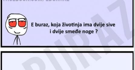 E buraz, koja životinja ima dvije sive i dvije smeđe noge ?