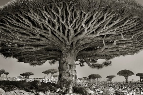 ancient-trees-beth-moon-8-696x464